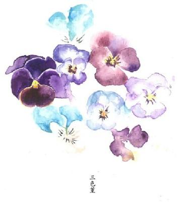 三色堇国花